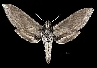 Adult female S. perelegans, ventral view