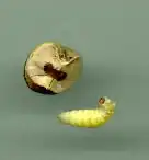 mericarp with Emporia melanobasis larva