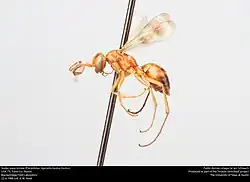 A. faceta faceta (female)