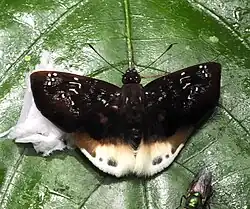 Spioniades abbreviata