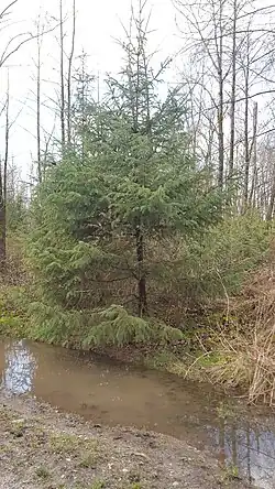 Spruce tree that was planted in the park for rehabilitation efforts.