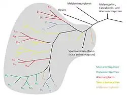 Amine receptor branch of the family tree of G protein-coupled receptors.[92]