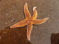 Common starfish