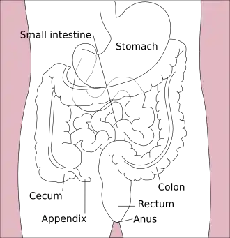 Normal location of the appendix relative to other organs of the digestive system (frontal view)