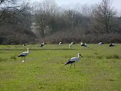 Several black and white birds with long red legs and long red beaks walk in a green grassy area.