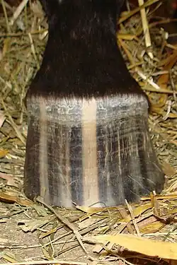 A brown and white striped horse hoof, with a dark colored leg partially visible