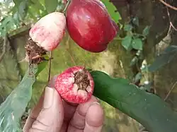Fruit