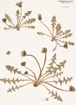 dried and pressed flowers