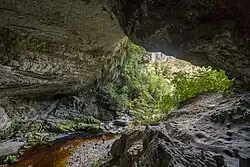 The tannin-rich Oparara River in the West Coast region of New Zealand