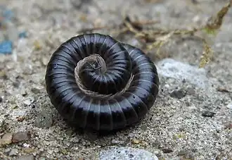 Tachypodoiulus niger, a millipede, with legs on the inside and head in the center.