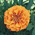Tagetes erecta flower head