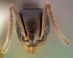The antennae of T.&nbsp;sessile has 12&nbsp;distinct segments
