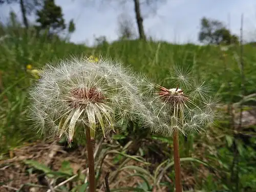Seedheads
