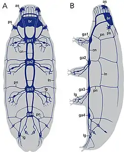Nervous system of a tardigrade, showing ventral nerve cord with segmented ganglia (ga1-4)