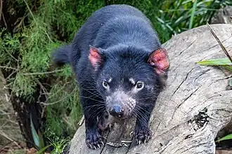 Tasmanian devil