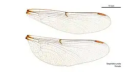 Female wings