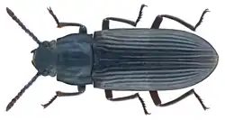 Tenebrio giganteus