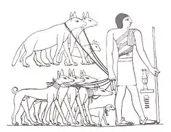Image 25Tesem, an ancient Egyptian sight-hound (from Dog breed)
