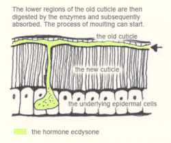 The lower regions of the old cuticle are then digested by the enzymes and subsequently absorbed. The process of moulting can start.