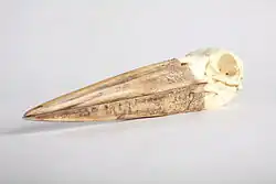 Skull cast from a Leptoptilos crumenifer displays its long beak