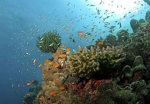 Coral reef