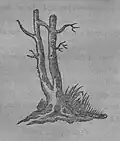 Garnett's 18th century "Marriage tree"