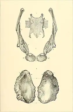 Pectoral girdle of Brontosaurus excelsus