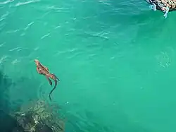 A marine iguana swimming at sea near Puerto Ayora, the most populous town in the Galápagos