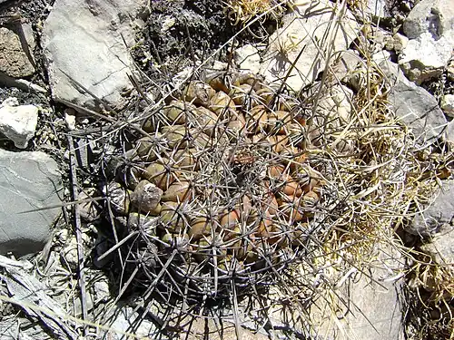 Plant growing in Nuevo León