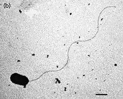 Thermodesulfobacterium hydrogeniphilum