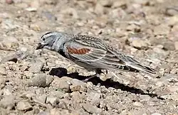 Thick-billed longspur