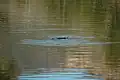 Platypus in the reserve
