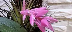 Pink flower