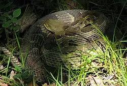 Timber rattlesnake near the Suffern-Bear Mountain Trail
