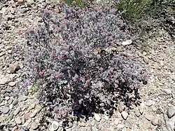 T. greggii, or “plumed crinklemat”, in natural state.