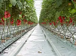 Hydroponic cultivation