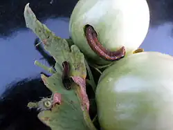Tomato fruitworm feeding on unripe fruit