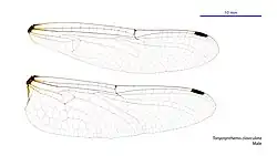 Male wings
