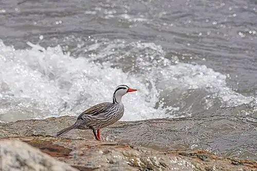 Torrent duck (Merganetta armata) male Cosanga.jpg