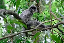 Gray monkey