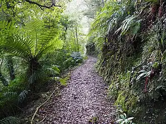 a narrow track through native bush