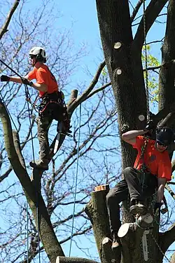 Arborists in Ontario