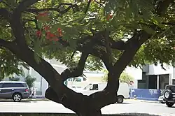 Tree in Condadito