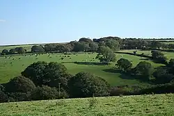 Treneglos: towards the church. The top of the church tower is just visible among the trees to the right of centre