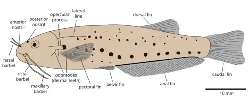 Drawing of a fish in side view with the anatomical landmarks (such as fins and barbels) labeled
