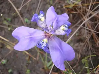 Flower of Trimezia violaceae (syn. Deluciris violacea) in Goiás, Brazil