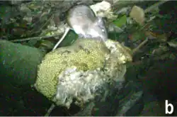 Gray and white spiny rat