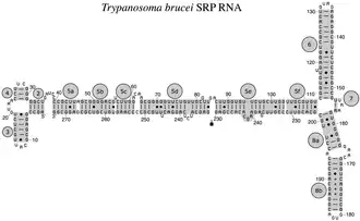 Eukaryotic protist SRP RNA from Trypanosoma brucei