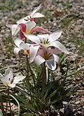 Flowering plant growing on a rocky ledge