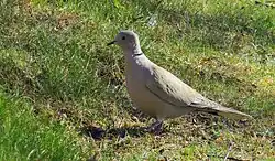 Eurasian collared dove, Varberg, Halland